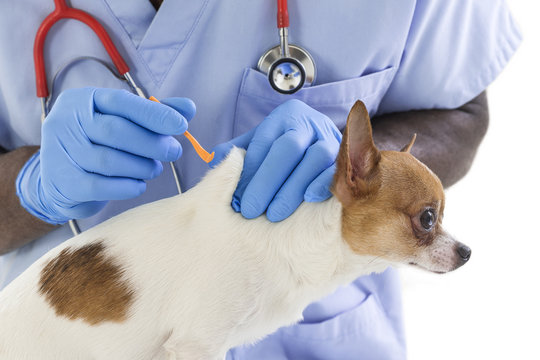 Veterinarian doctor removing a tick from the chihuahua dog - animal and pet veterinary care concept