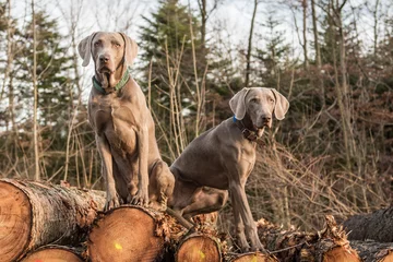 Poster Zwei Weimaraner Vorstehhunde sitzen auf Holzstapel © motivjaegerin1