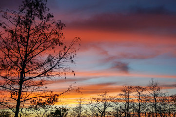 Fototapeta premium stunning sunrise in the swamp