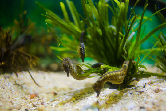 Close up image of seahorses in an aquarium