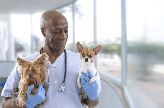 Veterinarian and cute pets on a luxery pet hospital background