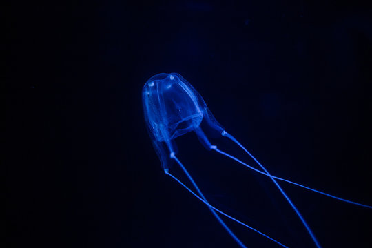Close up image of a box jellyfish in an aquarium under blue lights