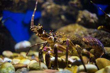 Close up image of a rock lobster in an aquarium, close to the west coast of south africa