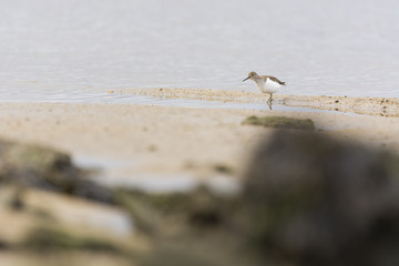 Common Sandpiper (Actitis hypoleucos)