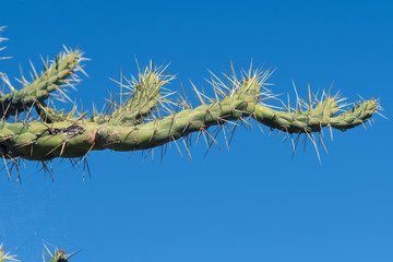 Cactus on a blue sky.