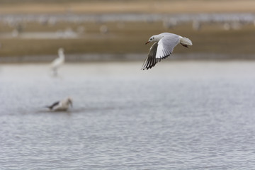 Black-headed gull flying