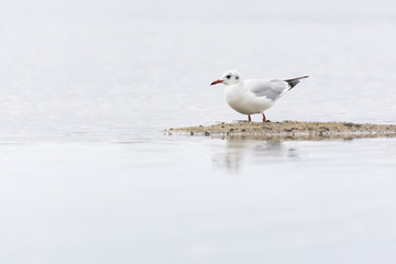 Black-headed gull (Chroicocephalus ridibundus)
