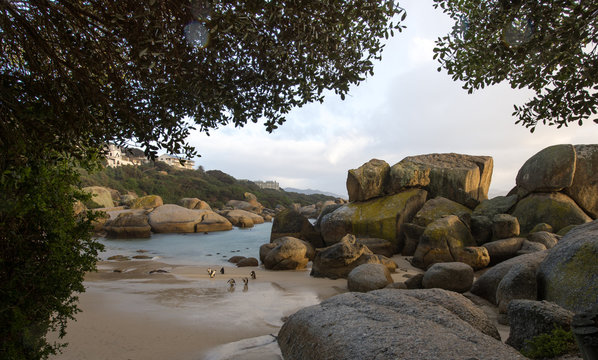 Penguins on Boulders Beach, Simon's Town, Western Cape, South Africa