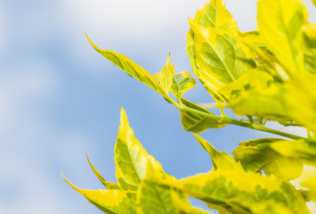 Yellow and green leaves