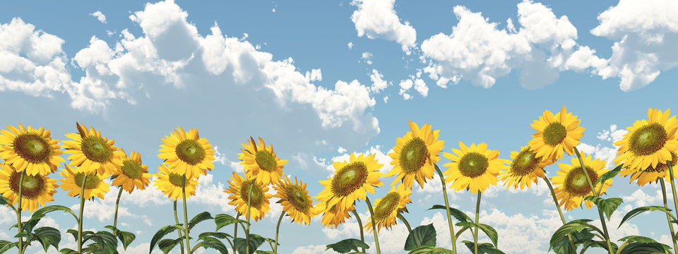 Sonnenblumen vor blauem Himmel mit Schönwetterwolken