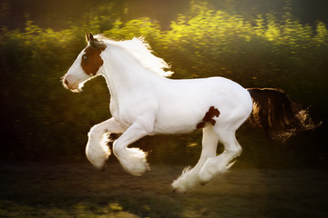 Pinto horse runs gallop on the summer field by sunset