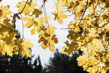 leaves with autumnal coloring