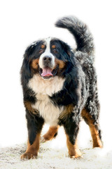 portrait of a purebred bernese mountain dog in front of white background