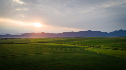 Aerial photo over a green wheat field in the Swartland in the western cape of South Africa
