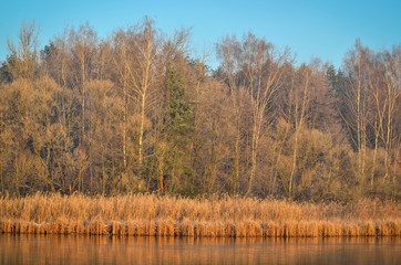 Winter morning landscape. Plants and trees by the lake.