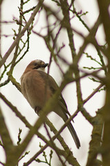 An apple on a tree, feeding birds in winter.