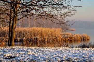 Beautiful winter landscape. Trees and grass by the lake in the morning scenery.