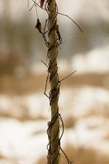 Dry branch, stick, autumn background.