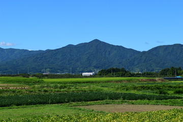 Fototapeta premium 金峯山（きんぼうざん）／ 山形県の庄内海浜県立自然公園内にあり、国指定名勝として指定されている金峯山は、標高459mです。山頂からの景観は、鶴岡市内を見下ろすことができ絶景です。また、「旧登山道」と「桜谷神社」は、映画のロケ地として利用されました。