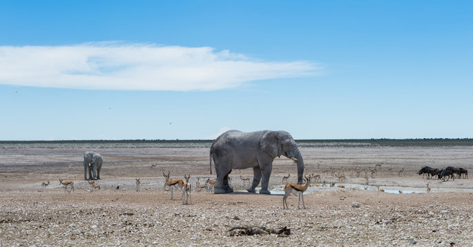 Elephants, springbok and wildebeest in desert, Etosha National Park, Namibia