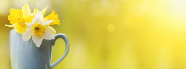 Springtime and Easter concept - banner of yellow flowers in a blue cup