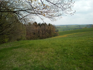 Frühlingswiese am Wald in Hügellandschaft - Erzgebirge