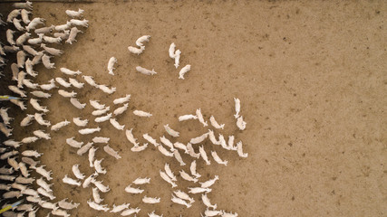Aerial view over a flock of sheep on a farm