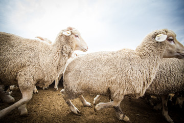 Fototapeta premium Close up wide angle view of a flock of sheep in a holding pen on a farm