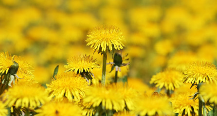 Springtime concept - web banner of yellow dandelion flowers