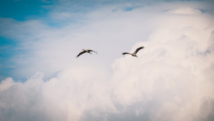 Two grus grus background clouds