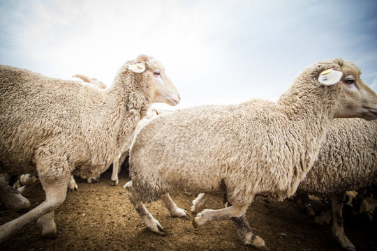 Close up wide angle view of a flock of sheep in a holding pen on a farm