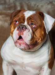 Red American Bulldog portrait