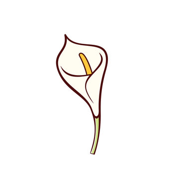 Vector Calla lily flower. Icon in flat style