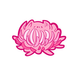 Pink Aster. Vector icon in flat style on white