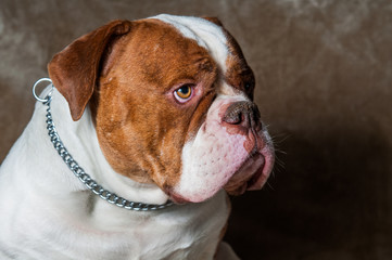 Red American Bulldog profile portrait