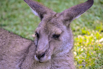 Kangaroo