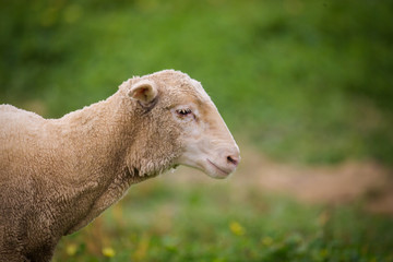 Close up view of a flock of sheep on a green pasture