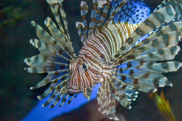 Fototapeta na wymiar Spiny fish