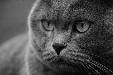 British shorthair cat