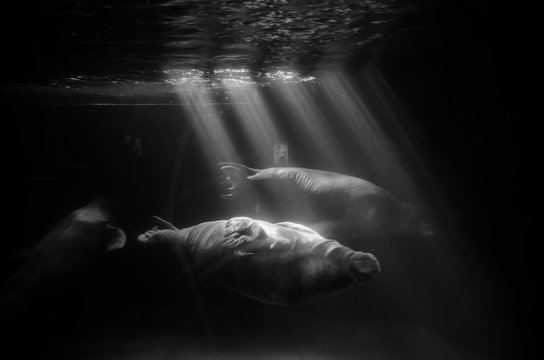 Walrus enjoy the light