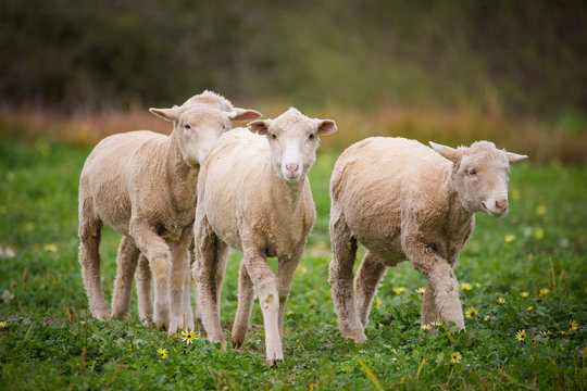 Close up view of a flock of sheep on a green pasture