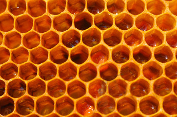 Honeycomb from a bee hive filled. Background texture of honeycomb