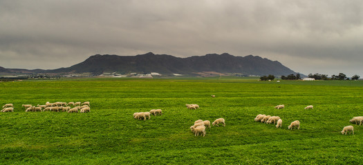 Fototapeta premium Close up view of a flock of sheep on a green pasture