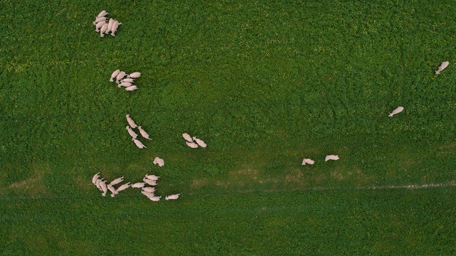 Aerial view over a flock of sheep on a farm