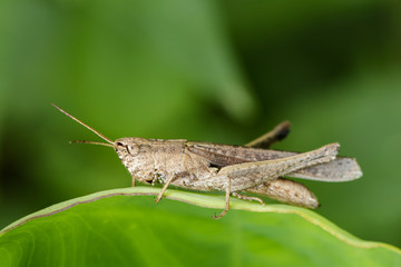Image of brown grasshopper on green leaves. Insect Animal. Locust (Caelifera., Acrididae)