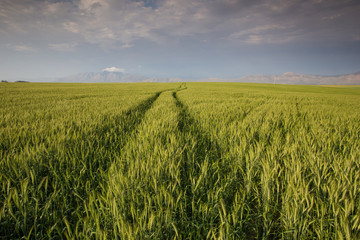 Wide angle landscape image of a bright green wheat field in the Swartland area in the western cape of south africa
