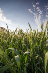 Wide angle landscape image of a bright green wheat field in the Swartland area in the western cape of south africa