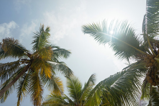 Coconut palm trees at tropical coast against blue sky