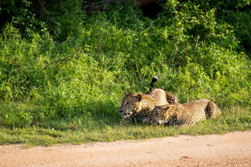 Wild african leopards. A leopard couple. Sri Lankan leopards, Panthera pardus kotiya, Big spotted cat