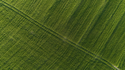 Aerial photo over a green wheat field in the Swartland in the western cape of South Africa © Dewald